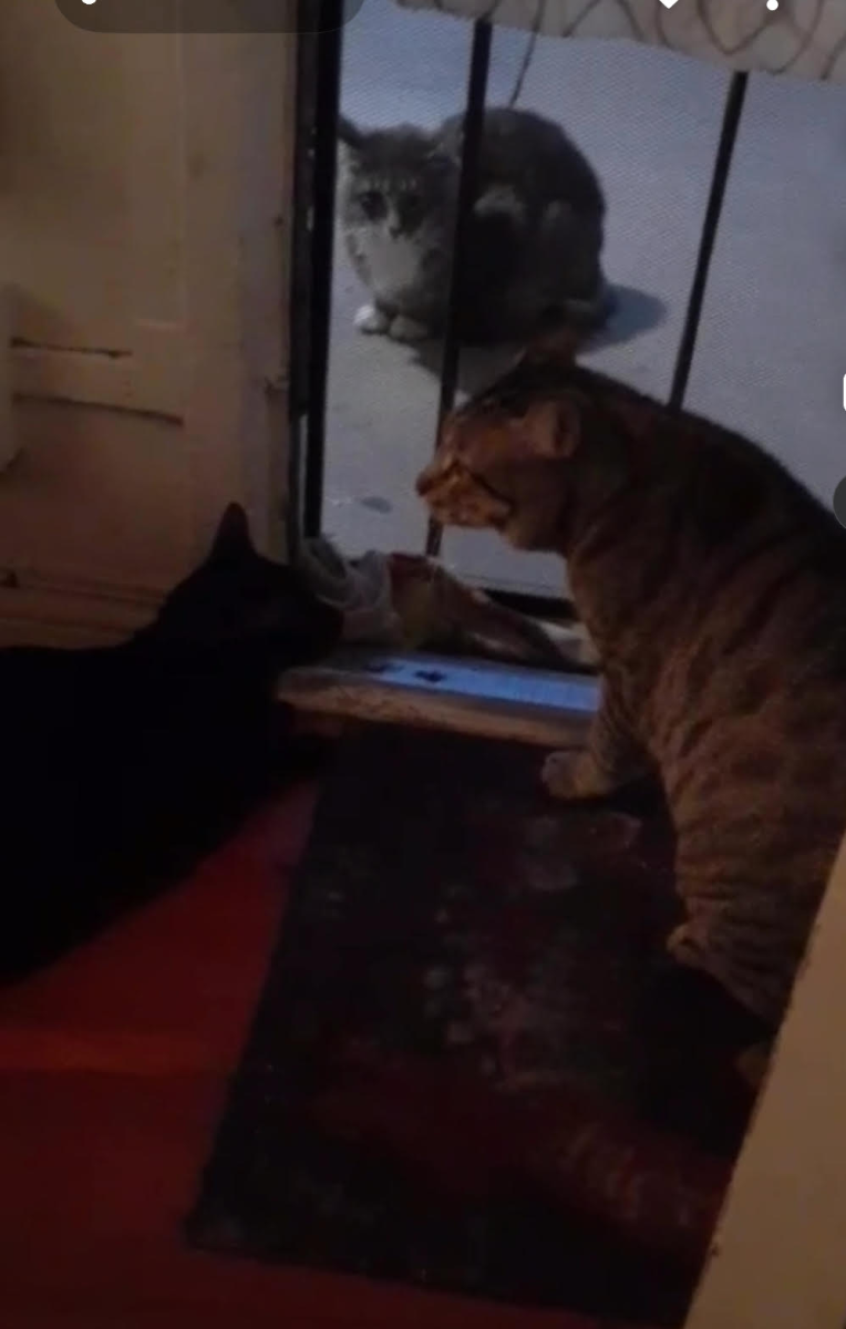 Una imagen que Cecilia y su hijo nos compartió sobre el gato callejero que alimentan.