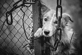 Dog Abuse