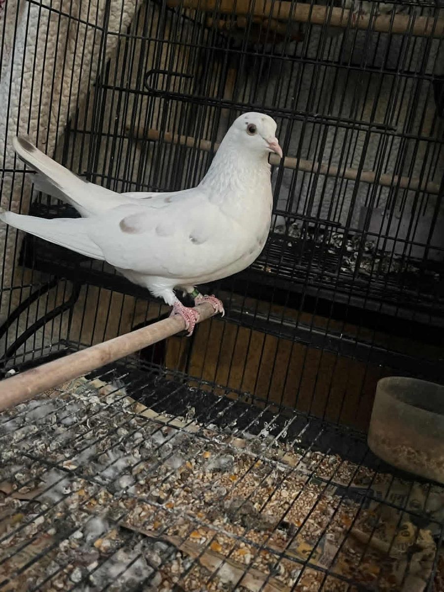 Pigeon